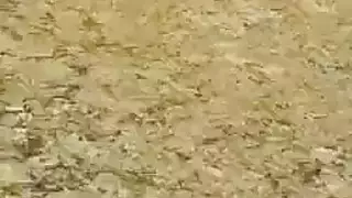 فتاة البلدة الحارّة تمصّ بقوة في تاكسي