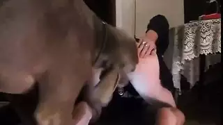 كلب ينيك فتات جميلا