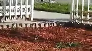 عاهرة لاتينا صدرها الصغير تأخذه من الخلف