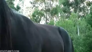 حلم الفحل المثلي الإباحي إثارة الفحل والفحل