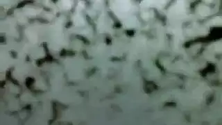 شاب عراقي يتيم بنت صغيره