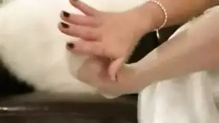 شواد دكور الحمير