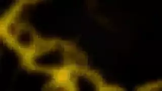 عمل لسان أليكسيس دين الخبير على انتصاب جونزو النابض