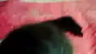 عربي بكمر متخفي عربي فضيح