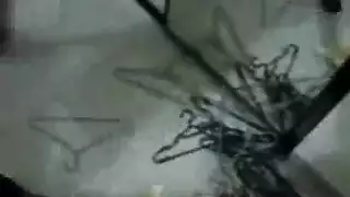 ضرب شرجي قاسي من فحل سوداني