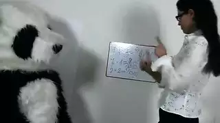 دب الباندا يأخذ اثنين من الديكة السوداء الضخمة