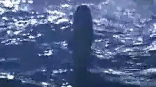 صور بورن سرية لجلسات مشاهدة خفية