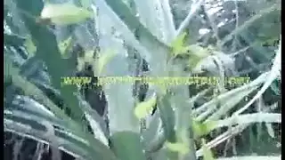 نيك خشن بجانب الجرار: مواجهة مزرعة
