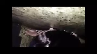 عذراوي إلى الجنس الجماعي قطار مثلي يجري على المبتدئ