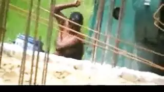 حمار سمينه كبير