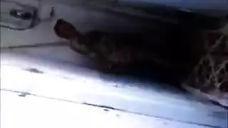 سكس جديد لميا خليفة