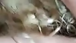 camwh0res 2016 016 أنبوب إباحي مجاني