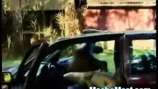 لاتينيلات