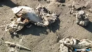 شقراء دبي تظهر كسها المشعر ثم تأخذ زب على الأريكة