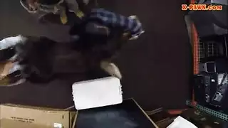 تجرؤ غوى ملكة