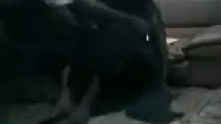 صب غابة برازيلي