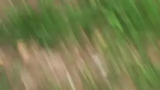 عاهرة لاتينية نارية تتوسل لقضيب عميق وتأخذه كله