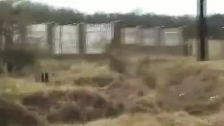 رجل أبيض يأخذ فتاة أفريقية في جنس بري قاس