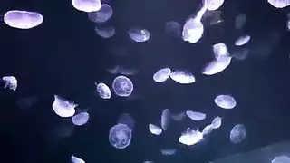 الكوبيه لجامده